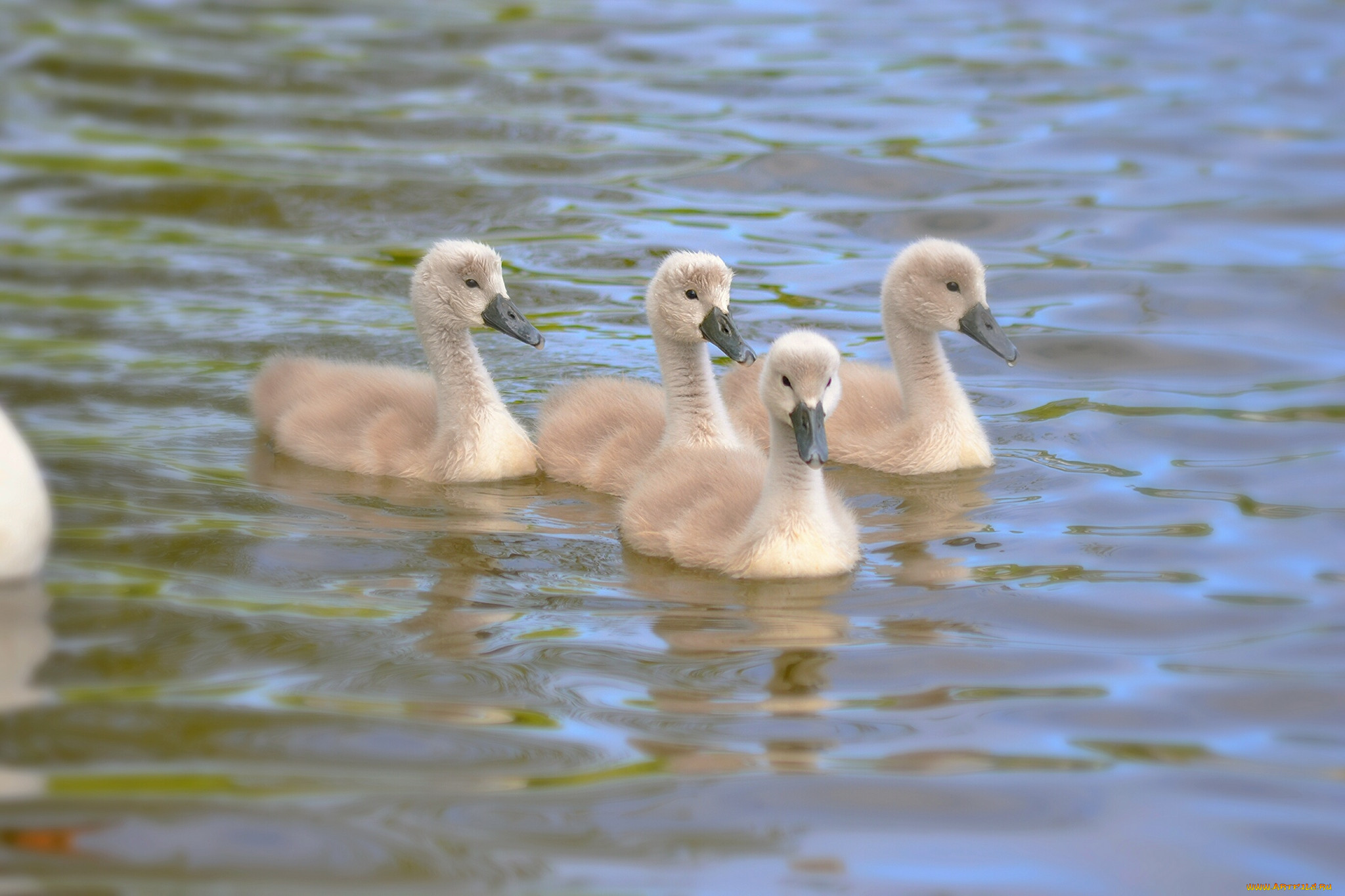 , , the, lake, , , kids, gray, swans, 